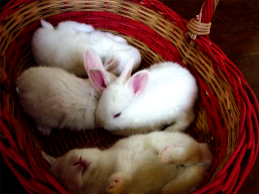 four_little_rabbits__by_hobbledehoy