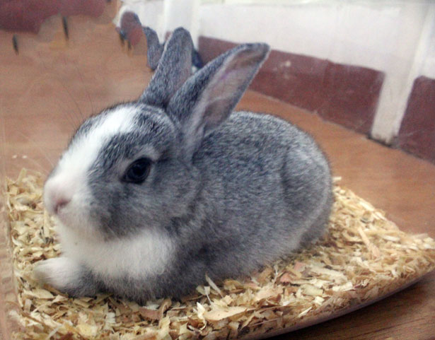 my-cute-bunny-pet.jpg