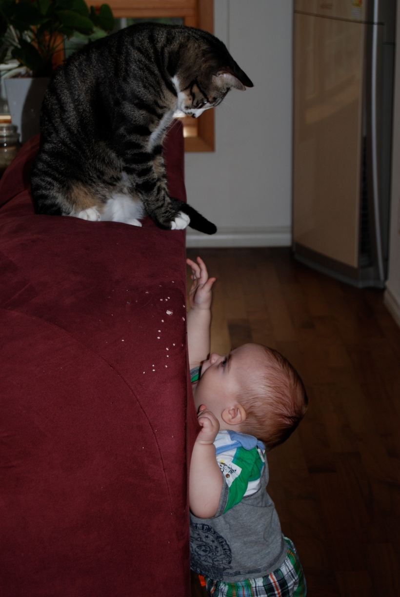 Myllissa-Oscar_the_tabby_cat_teasing_a_baby-01.jpg